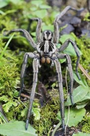James Christensen - Wolf Spider male, Mindo, western slope of Andes, Ecuador