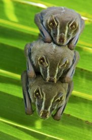 James Christensen - Striped Yellow-eared Bat trio roosting in palm tree, Panama
