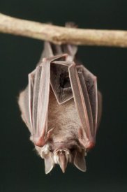 Murray Cooper - Leaf-nosed Bat, Amazon, Ecuador