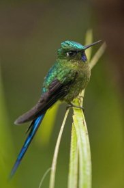 Murray Cooper - Violet-tailed Sylph male, Ecuador