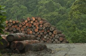 Murray Cooper - Logging of native rainforest, Ecuador