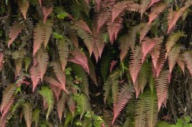 Murray Cooper - Young ferns in temperate forest, Ecuador