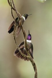 Murray Cooper - Amethyst-throated Sunangel males diplaying, Ecuador