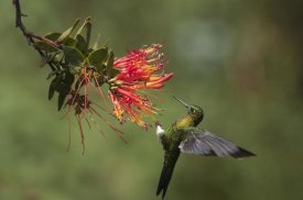 Murray Cooper - Golden-breasted Puffleg hummingbird feeding on flower nectar, Ecuador