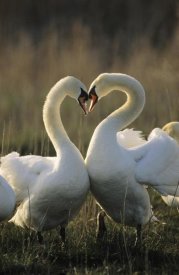 Flip De Nooyer - Mute Swan pair courting, Europe