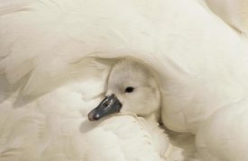 Flip De Nooyer - Mute Swan cygnet under its parent's wing, Europe