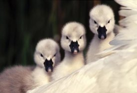 Flip De Nooyer - Mute Swans three cygnets on parent's back, Europe