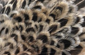 Flip De Nooyer - Ring-necked Pheasant close up of female's feathers, Europe