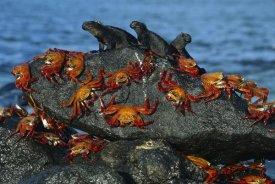 Tui De Roy - Sally Lightfoot Crabs and Marine Iguanas, Mosquera Island, Galapagos Islands, Ecuador