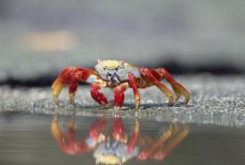 Tui De Roy - Sally Lightfoot Crab feeding, Punta Espinosa, Galapagos Islands, Ecuador