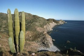 Tui De Roy - Giant Cardon cactus, Santa Catalina Island, Sea of Cortez, Baja California, Mexico