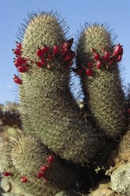 Tui De Roy - Fishhook Cactus in bloom, Santa Catalina Island, Sea of Cortez, Baja California, Mexico