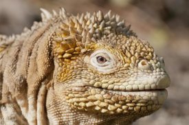 Tui De Roy - Galapagos Land Iguana portrait, Galapagos Islands, Ecuador