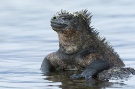 Tui De Roy - Marine Iguana on rock in shallow water, Galapagos Islands, Ecuador