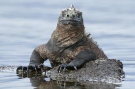 Tui De Roy - Marine Iguana on rock in shallow water, Galapagos Islands, Ecuador
