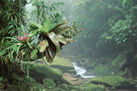 Tui De Roy - Bromeliads growing along stream in Bocaina National Park, Atlantic Forest, Brazil