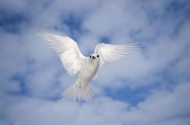 Tui De Roy - White Tern also known as Fairy Tern, hovering in search of nest site, Midway Atoll, Hawaii