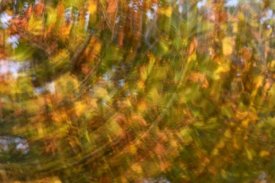 Jasper Doest - Fall colored tree, Vlaardingen, Netherlands