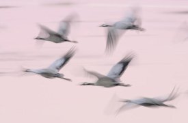 Jasper Doest - Common Cranes in flight, Lake Hornborga, Sweden