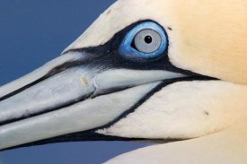 Jasper Doest - Northern Gannet profile, Saltee Islands, Ireland