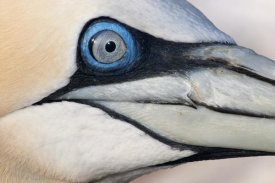 Jasper Doest - Northern Gannet profile, Saltee Islands, Ireland