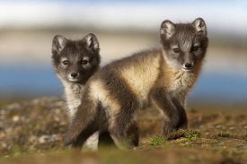 Jasper Doest - Two Arctic Fox kits on the tundra, Svalbard,Norway