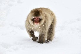 Jasper Doest - Japanese Macaque walking through the snow, Jigokudani Joshinetsu Kogen National Park, Japan