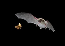 Michael Durham - Little Brown Bat pursues a forest moth
