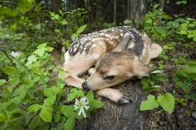Michael Durham - Newborn Mule Deer fawn, waiting for the return of its mother, Siuslaw National Forest, Oregon