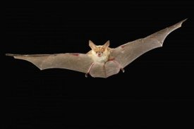 Michael Durham - Pallid Bat flying at night, Washington