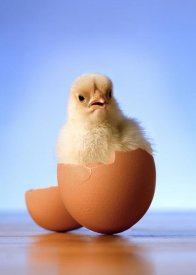 Michael Durham - Domestic Chicken hatchling in egg shell