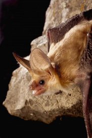 Michael Durham - Pallid Bat on rimrock at night, Washington