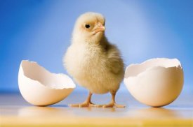 Michael Durham - Domestic Chicken, banty morph, hatchling with egg shell