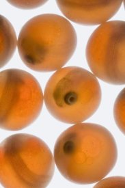 Michael Durham - Coho Salmon eggs at ten weeks after spawning, Washington