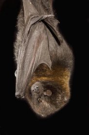 Michael Durham - Rodrigues Flying Fox roosting, native to Rodrigues Island