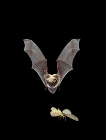 Michael Durham - Yuma Myotis bat, female pursuing a moth on the wing, Oregon
