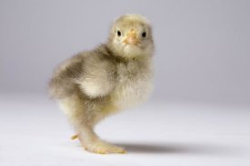 Michael Durham - Domestic Chicken, banty morph, about one week after hatching