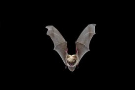 Michael Durham - Yuma Myotis bat, female flying, Drake Creek, Lake County, Oregon
