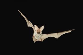 Michael Durham - Spotted Bat flying at night near the edge of the Grand Canyon, Kaibab National Forest, Arizona