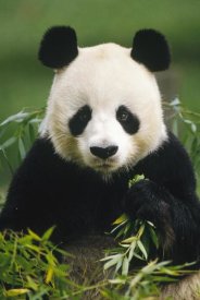 Gerry Ellis - Giant Panda eating bamboo, China