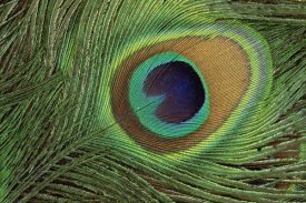 Gerry Ellis - Indian Peafowl display feathers, India to southeast Asia