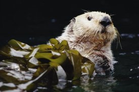 Gerry Ellis - Sea Otter portrait in Kelp, Pacific coast, North America