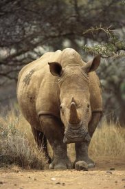 Gerry Ellis - White Rhinoceros female, Lewa Wildlife Conservancy, Kenya