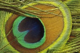 Gerry Ellis - Indian Peafowl male display feathers, native to India and southeast Asia