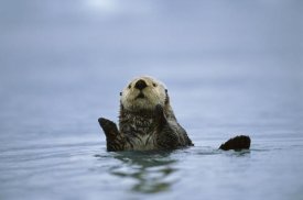 Suzi Eszterhas - Sea Otter, Prince William Sound, Alaska