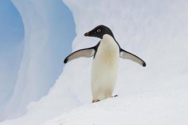 Suzi Eszterhas - Adelie Penguin on iceberg, Paulet Island, Antarctica