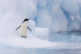 Suzi Eszterhas - Adelie Penguin on melting iceberg, Paulet Island, Antarctica