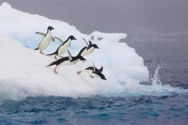 Suzi Eszterhas - Adelie Penguin diving off iceberg, Paulet Island, Antarctica