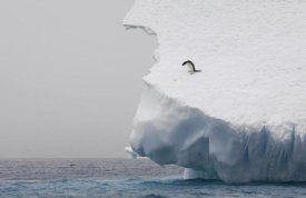 Suzi Eszterhas - Adelie Penguin on edge of iceberg, Paulet Island, Antarctica