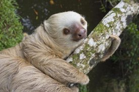 Suzi Eszterhas - Hoffmann's Two-toed Sloth, Aviarios Sloth Sanctuary, Costa Rica